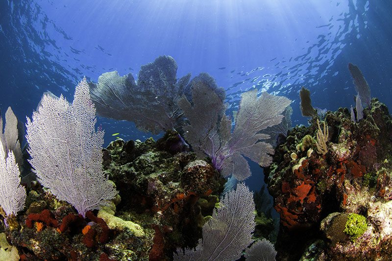 Coral reef.