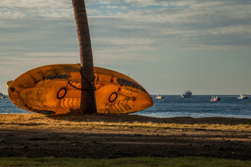 Paddleboard resting on a palm tree trunk near ocean.