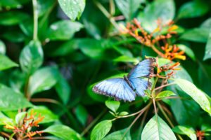 Blue and black butterfly on plant.