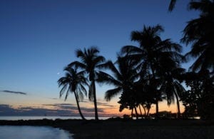 Palm trees near ocean at dusk.