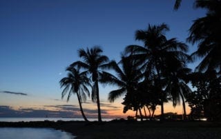 Palm trees near ocean at dusk.