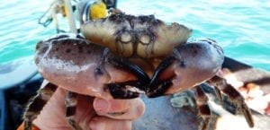 Person holding stone crab.