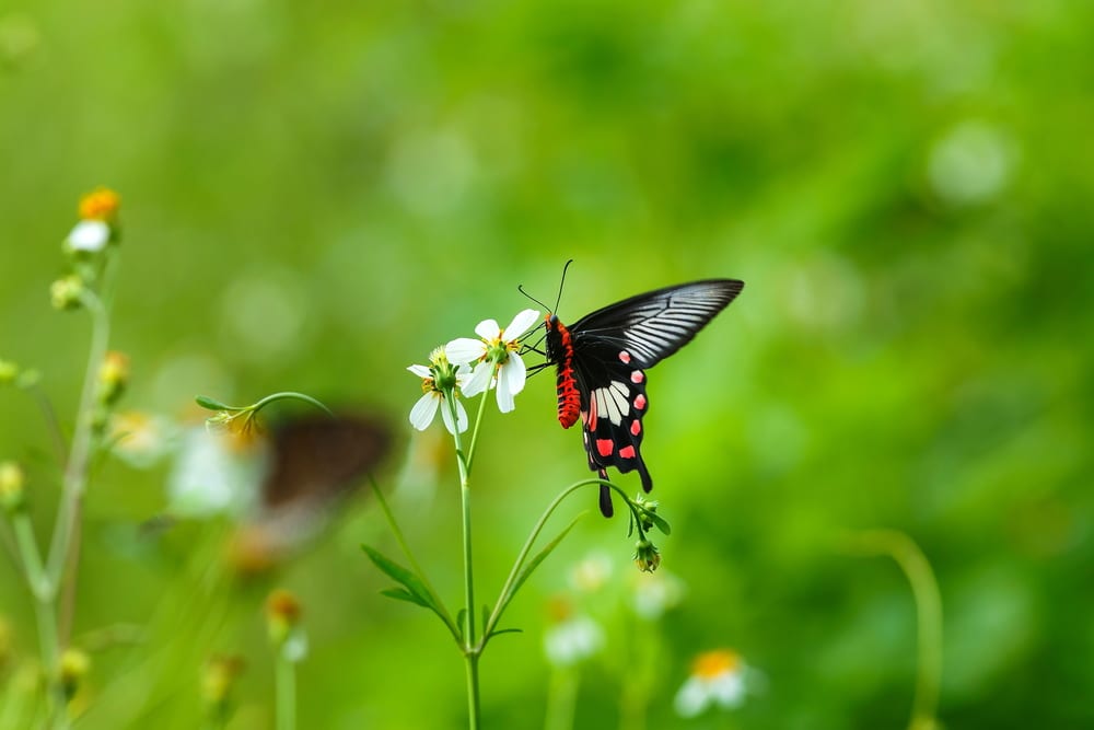 Black, white and bright red butterfly on a flower.