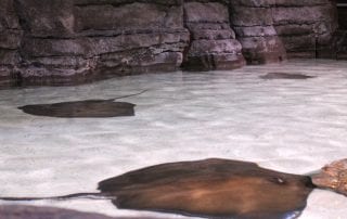 Photo of Sting Ray at a Zoo, One of the Many Key West Must Sees!