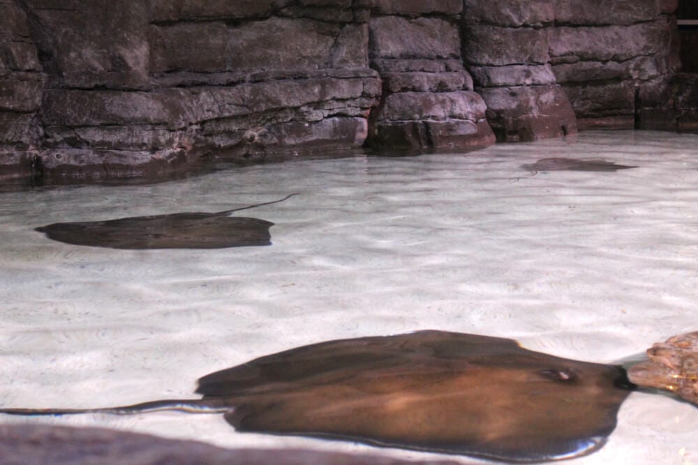 Photo of Sting Ray at a Zoo, One of the Many Key West Must Sees!