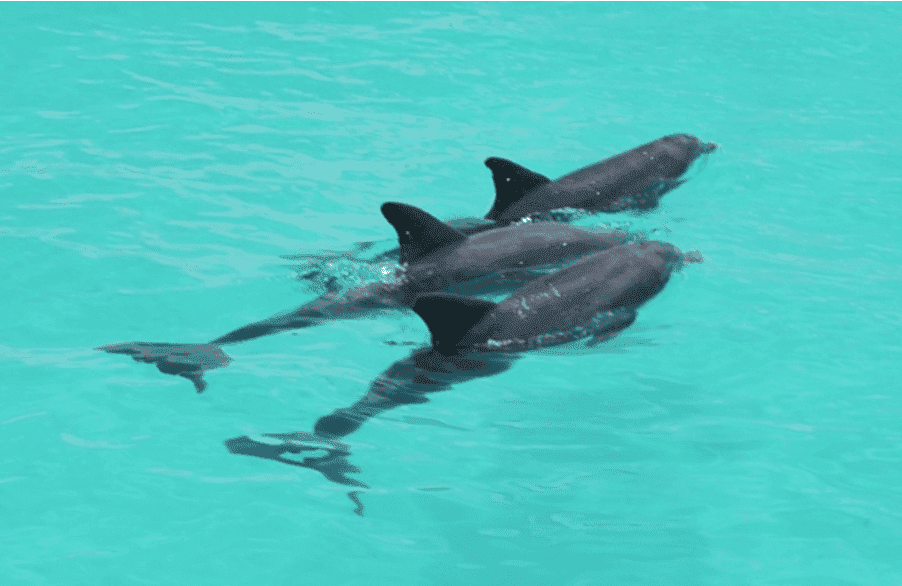 Fury Dolphin Watch & Snorkeling Tour