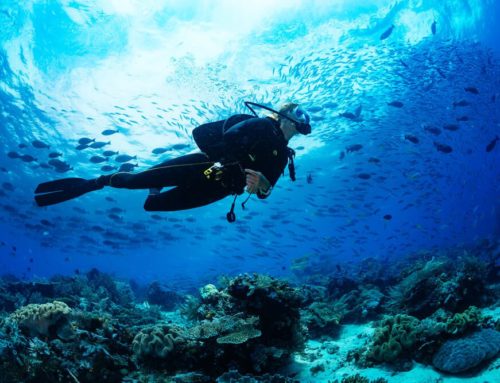 See below the Surface with the Best Scuba Diving Trips in Key West