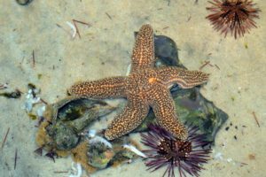 A starfish in a tank at the Key West Aquarium.