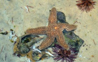A starfish in a tank at the Key West Aquarium.